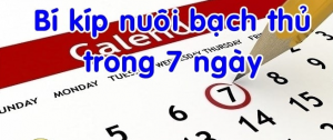 Nu&ocirc;i bạch thủ trong khung 7 ng&agrave;y b&iacute; quyết chơi kh&ocirc;ng n&ecirc;n bỏ qua